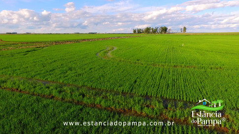 DOS EÓLICOS VIRA P FAZENDA_Moment.00_04_17_07.Quadro212_fc5e5b92ef4cad7081d2c144aae96c89c1a27e82.jpg